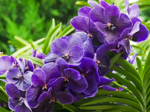 Grappe d'orchidées violettes éclatantes, leurs pétales veloutés évoquant la beauté éphémère et la durée de vie d'une orchidée.