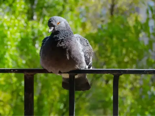 Gołąb siedzi na balustradzie, a za nim zielone drzewa. Ciekawe, jakiego zapachu nie lubią gołębie, bo ten na pewno go nie odstrasza.