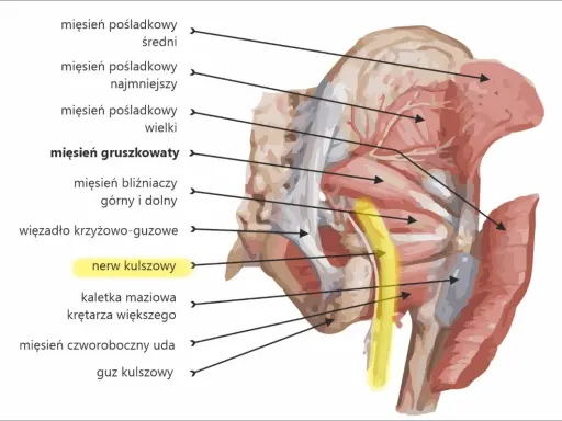 Anatomia miednicy i górnej części uda. Widoczny nerw kulszowy, mięsień gruszkowaty i inne struktury.