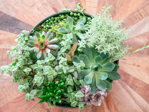Un surtido de **plantas crasas** en una maceta negra, con texturas y tonos verdes variados, sobre una mesa de madera.