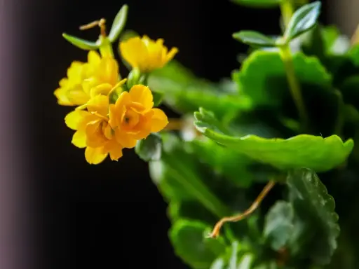 Żółte kwiaty kalanchoe, gotowe do rozmnażania.