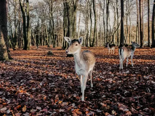 Wildpark Schwarze Berge: Alle Infos für Ihren perfekten Besuch