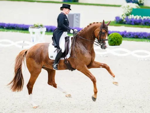 Reiterin in Zylinder und Frack reitet braunes Pferd mit Nummer 306. Ein Bild, das Fairness im Sport zeigt, fernab jeder dopingliste pferd.