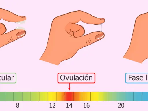 Moco cervical: fase folicular (seco), ovulación (elástico, como clara de huevo) y fase lútea (espeso, antes de la menstruación).