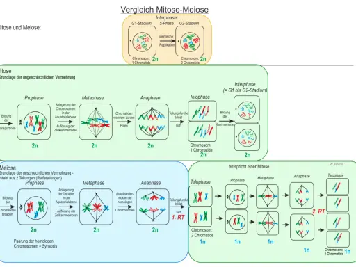 Vergleich von Mitose und Meiose: Die Meiose zeigt die Bildung von Tetraden und die Teilung homologer Chromosomen.