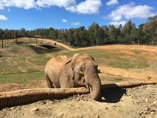 Elefante en el zoo de Sevilla. Las opiniones sobre el zoo son variadas, pero este paquidermo parece disfrutar de su hábitat.