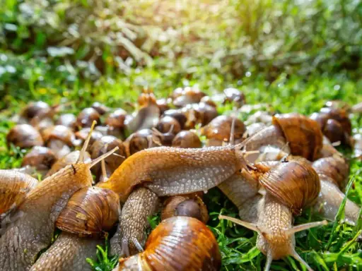 Eine große Gruppe Weinbergschnecken auf grünem Gras. Wohin mit abgesammelten Schnecken? Hier ist ein möglicher Ort.