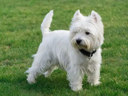 Uroczy west highland white terrier w czarnej obroży stoi na zielonej trawie, gotowy do zabawy.