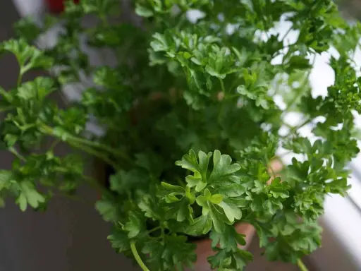 Un bouquet de persil en pot, frais et verdoyant, prêt à parfumer vos plats. Ses feuilles frisées apportent une touche de fraîcheur.