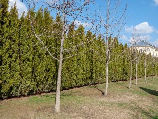Une haie anti bruit dense et verte borde un jardin. Des arbres aux branches nues se dressent devant, avec une maison en arrière-plan.