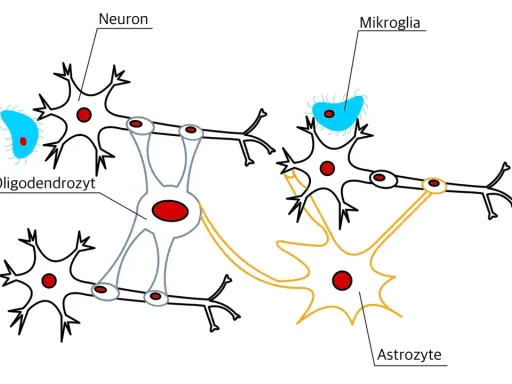 Schematische Darstellung von Nervengewebe mit Neuronen, Oligodendrozyten, Mikroglia und Astrozyten, die miteinander verbunden sind.
