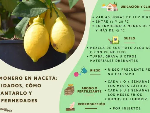 Limonero en maceta con limones amarillos. Guía de cuidados, ubicación, suelo, riego, abono y reproducción.