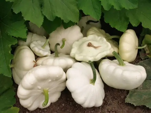 Une belle récolte de patissons blancs, prêts à être cueillis. La culture de ces courges est un plaisir.