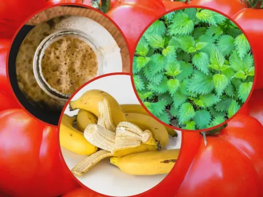 Domowe sposoby nawożenia pomidorów: pokrzywa, skórki bananów i drożdże.