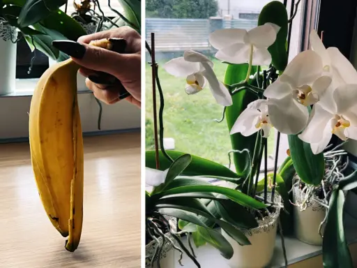 Skórka z banana jako nawóz z bananów do jakich roślin? Idealny dla storczyków, dostarcza im potasu i innych składników odżywczych.