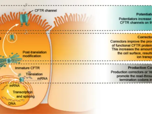 Illustrazione del processo di produzione e traffico della proteina CFTR, fondamentale per capire la fibrosi cistica come si scopre e come trattarla.