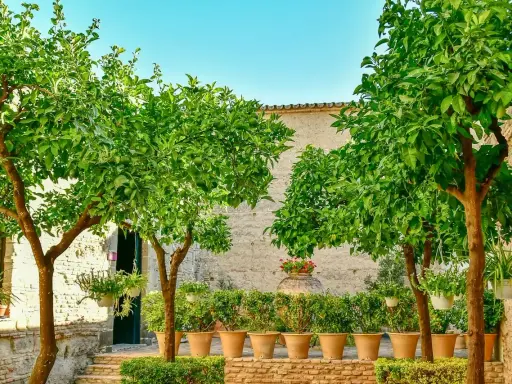 Deux citronniers en pot, chargés de fruits verts, ombragent une cour pavée. Des plantes en pots bordent un mur de pierre.
