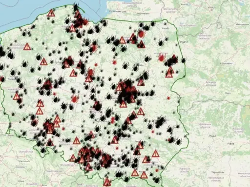 Gdzie jest najwięcej kleszczy w Polsce? Unikaj tych miejsc!