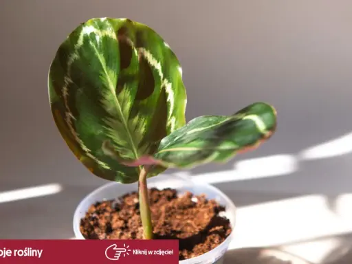 Calathea w doniczce, z pięknymi liśćmi. Czy jest trująca? Nie, ta roślina jest bezpieczna dla zwierząt i dzieci.