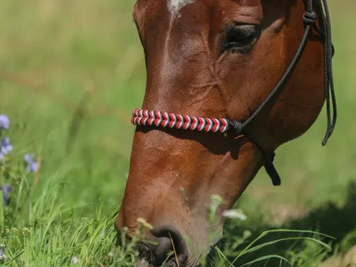 Braunes Pferd mit selbstgemachtem Halfter aus rot-weiß-schwarzem Seil, das auf einer grünen Wiese frisst.