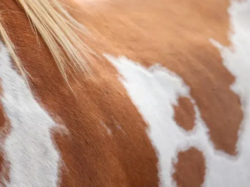 Nahaufnahme des Fells eines Pferdes mit einem faszinierenden Mosaikmuster aus braunen und weißen Flecken. Die Mähne des Pferdes ist hellblond.