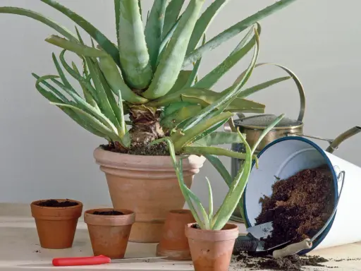 Mehrere kleine Aloe Vera Ableger in Terrakotta-Töpfen, bereit zum Einpflanzen. Ein großer Aloe Vera Topf und ein umgekippter Eimer mit Erde sind im Hintergrund.