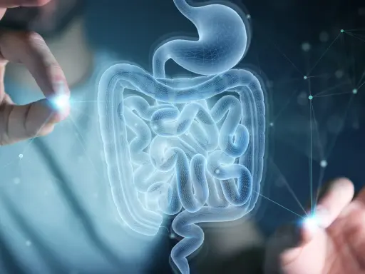 Mani che interagiscono con un modello 3D di stomaco e intestino, evidenziando la complessità della flora batterica.