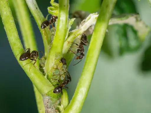 Des fourmis dans le jardin, une scène qui rappelle la recette de grand-mère pour un potager sain.