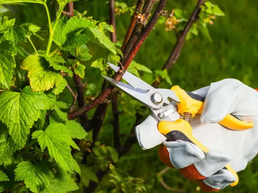 Gärtner schneidet mit einer Gartenschere einen Ast der Jostabeere.