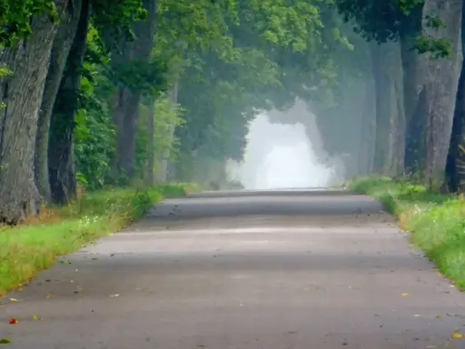 Droga przez aleję drzew, gdzie zielona 7-ka liści tworzy tunel. Mgła otula horyzont.