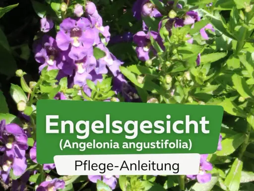 Die **Pflanze Engelsgesicht** (Angelonia angustifolia) mit ihren lila Blüten und grünen Blättern, daneben eine Pflegeanleitung.
