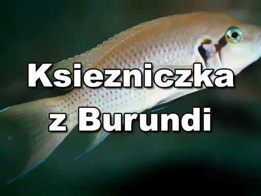 Jasnozłota ryba, księżniczka z Burundi, pływa w ciemnych wodach.
