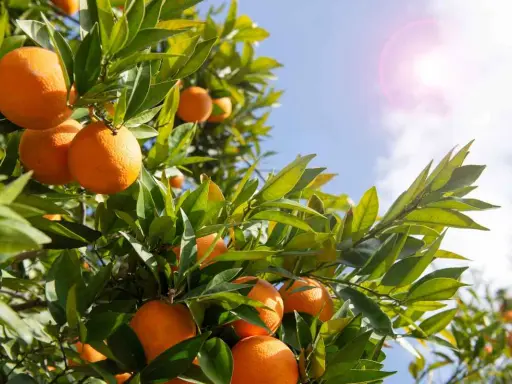 Oranger du Mexique en pot, ses fruits mûrs brillent sous le soleil.