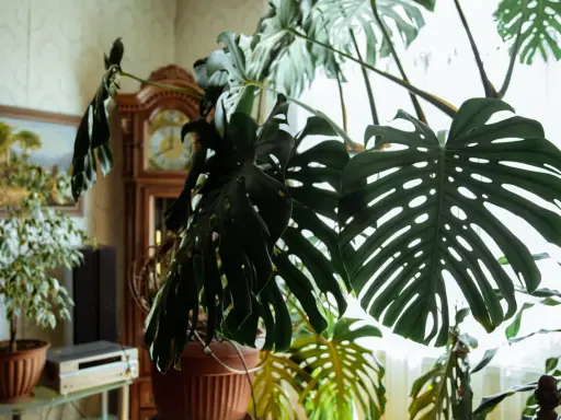 Duża, zielona monstera z charakterystycznymi liśćmi, w tle zegar stojący i obraz. Wskazówki, jak dbać o monsterę, by pięknie rosła.