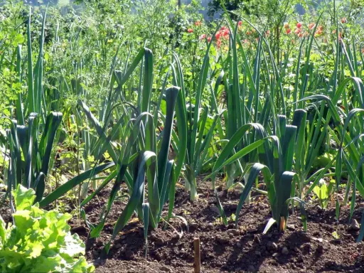 Un potager ensoleillé où l'on peut voir des rangées de poireaux prêts à être récoltés, avec de la laitue au premier plan.