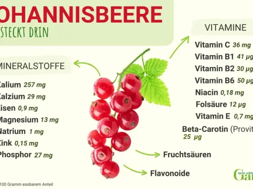 Rote Johannisbeeren sind gesund und reich an Vitaminen und Mineralstoffen. Sie enthalten Vitamin C, B-Vitamine, Kalium und Eisen.