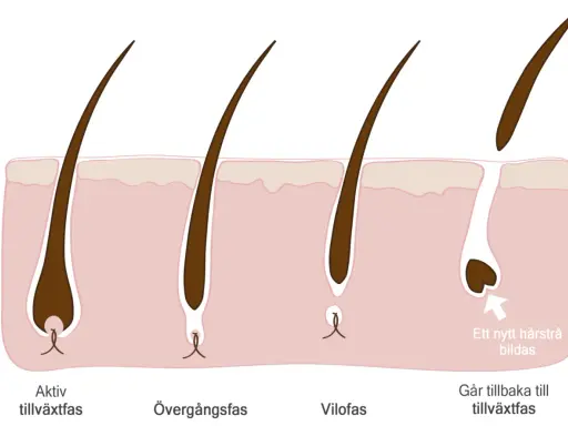 Illustration av hårets tillväxtcykel, från aktiv tillväxt till vilofas. Kan relateras till håravfall vid klimakteriet.