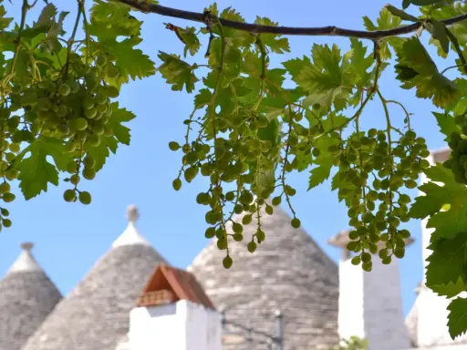 Grappoli d'uva verde pendono su trulli iconici, un'immagine che evoca i sapori e i paesaggi dei paesi da visitare in Puglia.