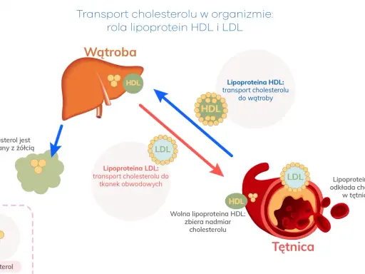 Podwyższony HDL: Kiedy "dobry cholesterol" nie jest idealny?