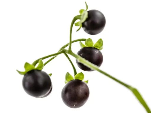 Grappe de petites tomates noires, ressemblant à des baies, sur une tige verte. On dirait une tomate chien, mais attention, elle est toxique !