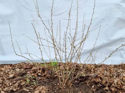 Ein stacheliger Strauch, bereit für das Stachelbeeren schneiden. Kleine Knospen zeigen den nahenden Frühling.