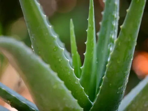 Zielone, soczyste liście aloesu z drobnymi kolcami po bokach. Woda na liściach sugeruje, jak rozpoznać aloes leczniczy po jego świeżości.