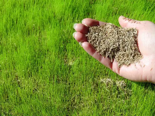 A hand holds grass seed over a lush green lawn, illustrating how to plant grass seed for a beautiful yard.