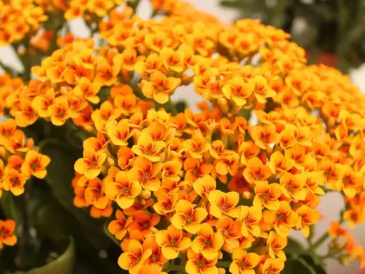 Gros plan sur des fleurs de kalanchoé orange vif, parfaites pour un entretien facile. Leurs petites fleurs en étoile apportent une touche de couleur éclatante.