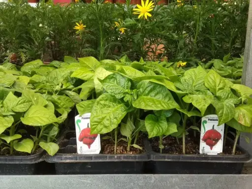 Plantones de pimiento listos para ser trasplantados. ¡Perfectos para lo que se siembra en mayo y disfrutar de picante en verano!