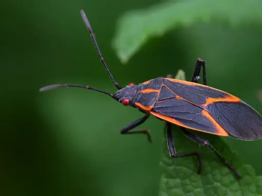 An orange bug with black spots, its wings patterned with orange lines, rests on a green leaf.
