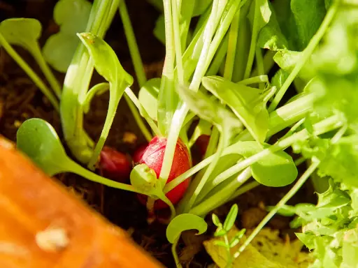 Un radis rouge commence à apparaître sous les feuilles vertes. Le moment idéal pour savoir quand cueillir radis est proche.