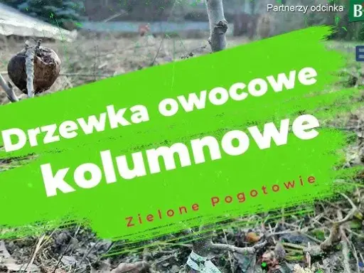 Cięcie drzew kolumnowych: Sekrety obfitych plonów i zdrowia