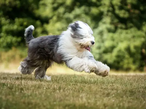 Un bobtail chien, tout en poils, court à toute vitesse dans l'herbe, la langue pendante, le bonheur à l'état pur.