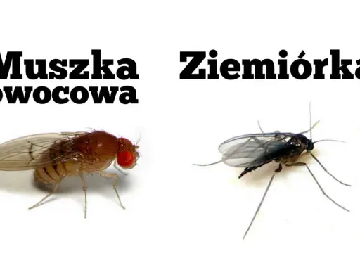 Ziemiórka, ciemna i smukła, kontrastuje z czerwonooką muszką owocową.